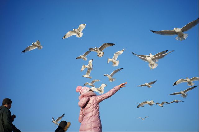 Seagulls at Brighton Beach